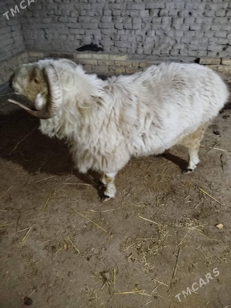 goç - Daşoguz - img 5