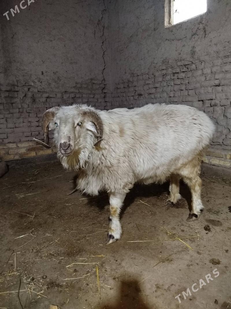 goç - Daşoguz - img 7