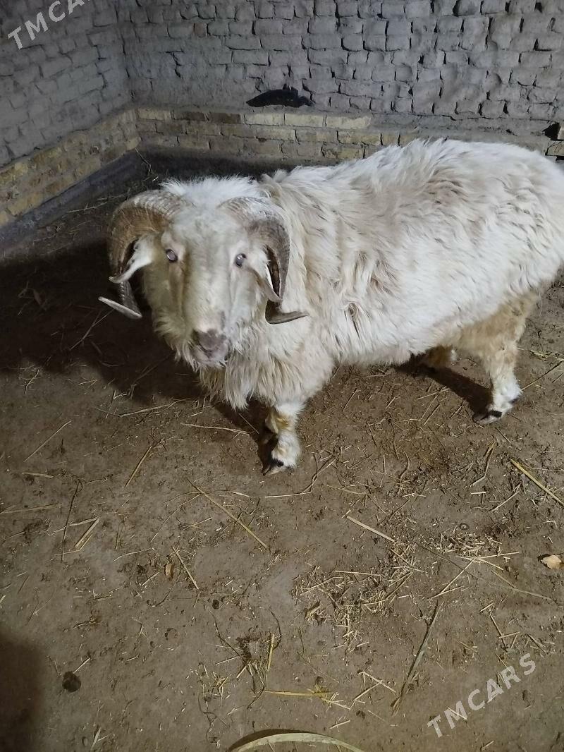 goç - Daşoguz - img 4