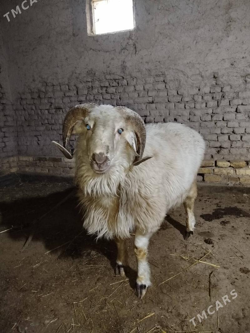 goç - Daşoguz - img 6