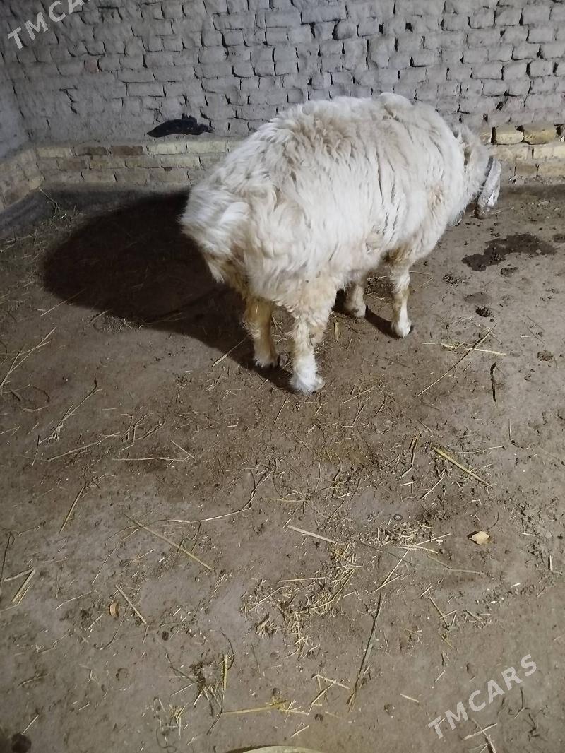 goç - Daşoguz - img 1