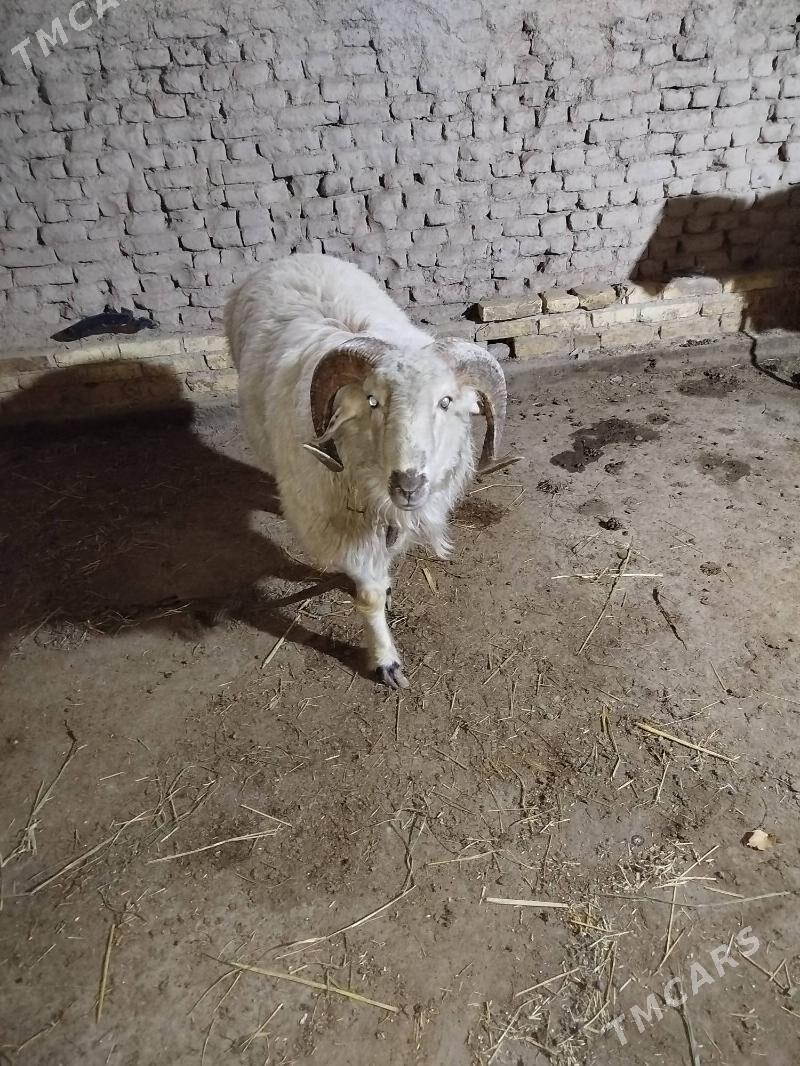 goç - Daşoguz - img 3