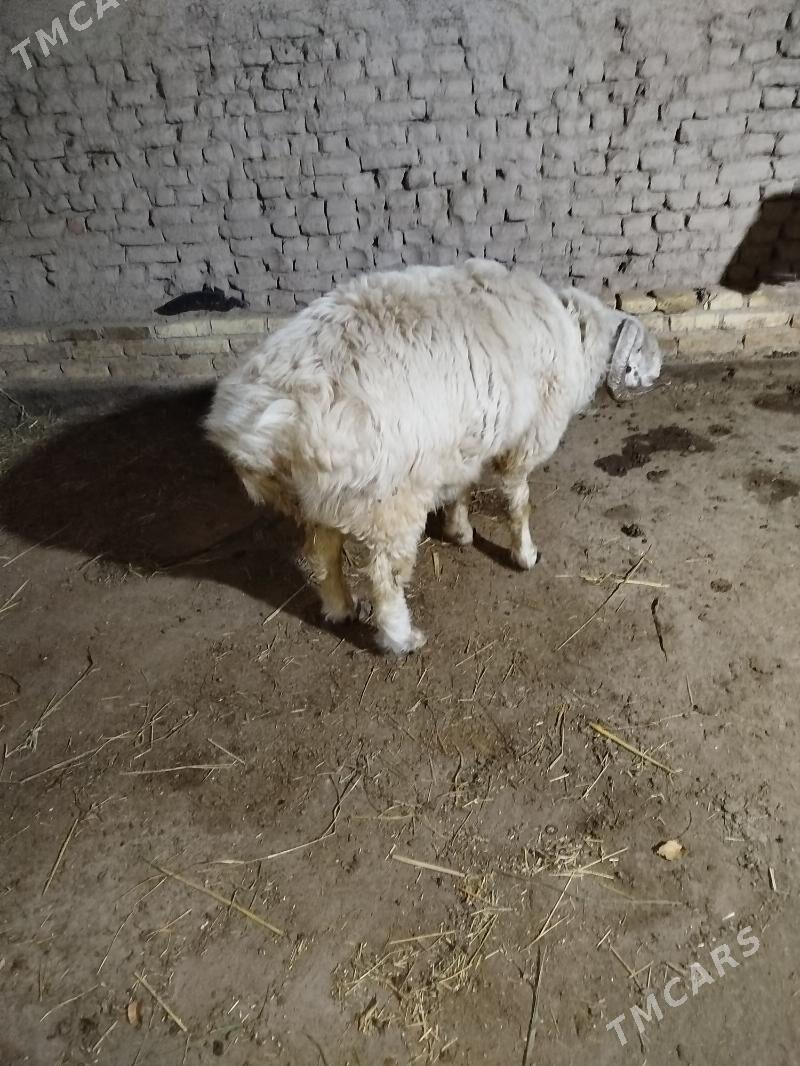 goç - Daşoguz - img 2