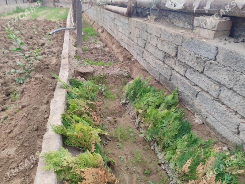 tuya - Бузмеин - img 1