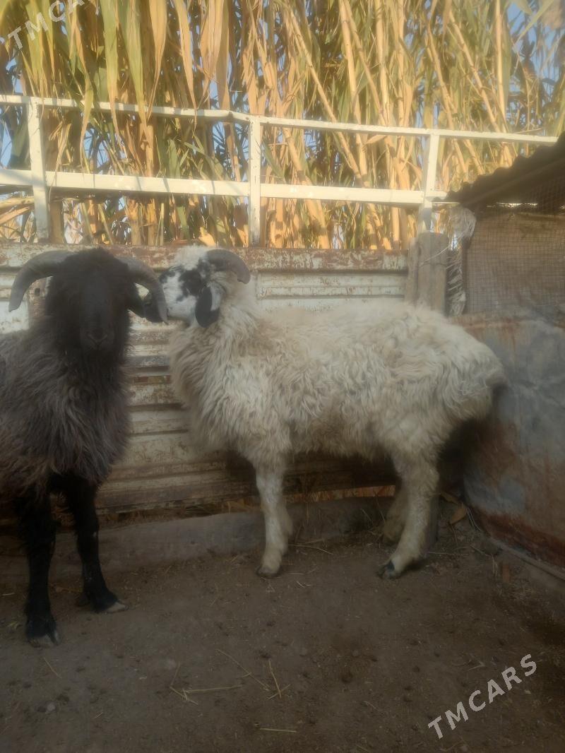 Gockar. - Çärjew - img 6