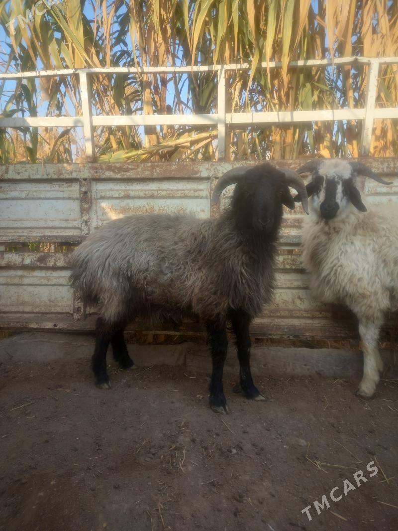 Gockar. - Çärjew - img 4