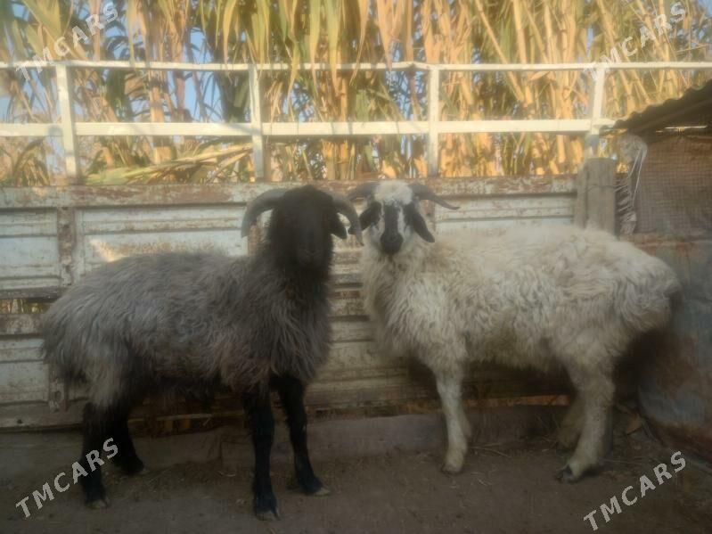 Gockar. - Çärjew - img 1