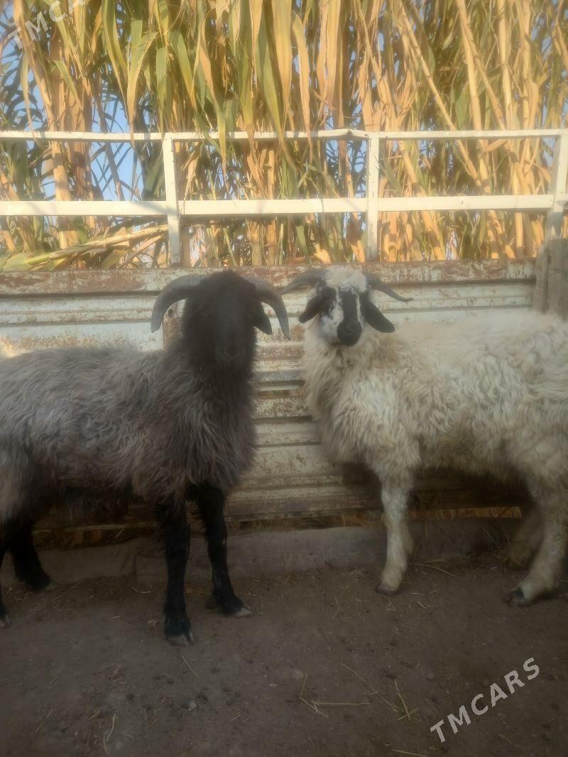 Gockar. - Çärjew - img 5