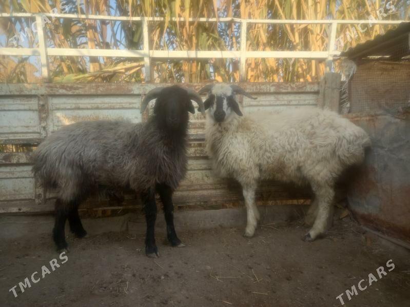 Gockar. - Çärjew - img 3