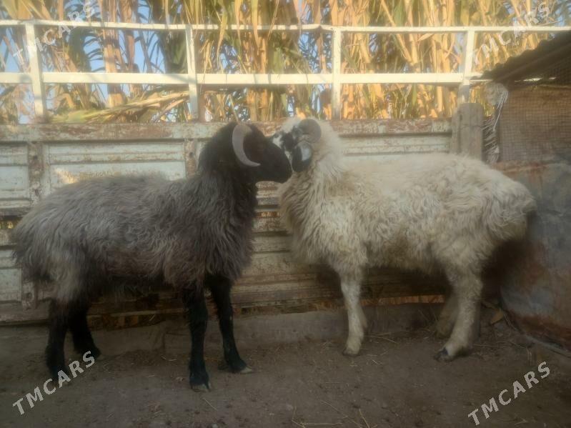 Gockar. - Çärjew - img 2