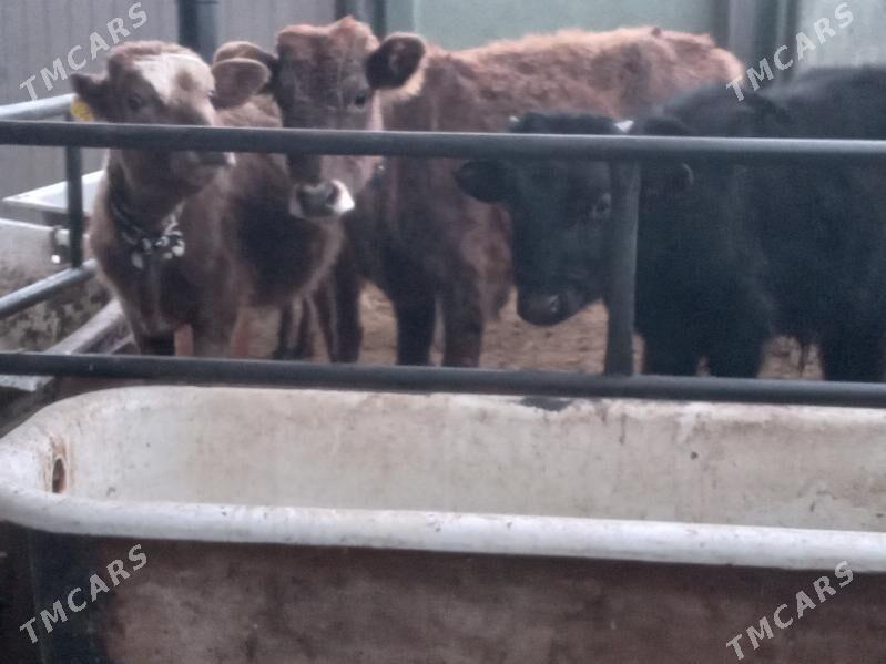 arzan 5.gole - Büzmeýin - img 1