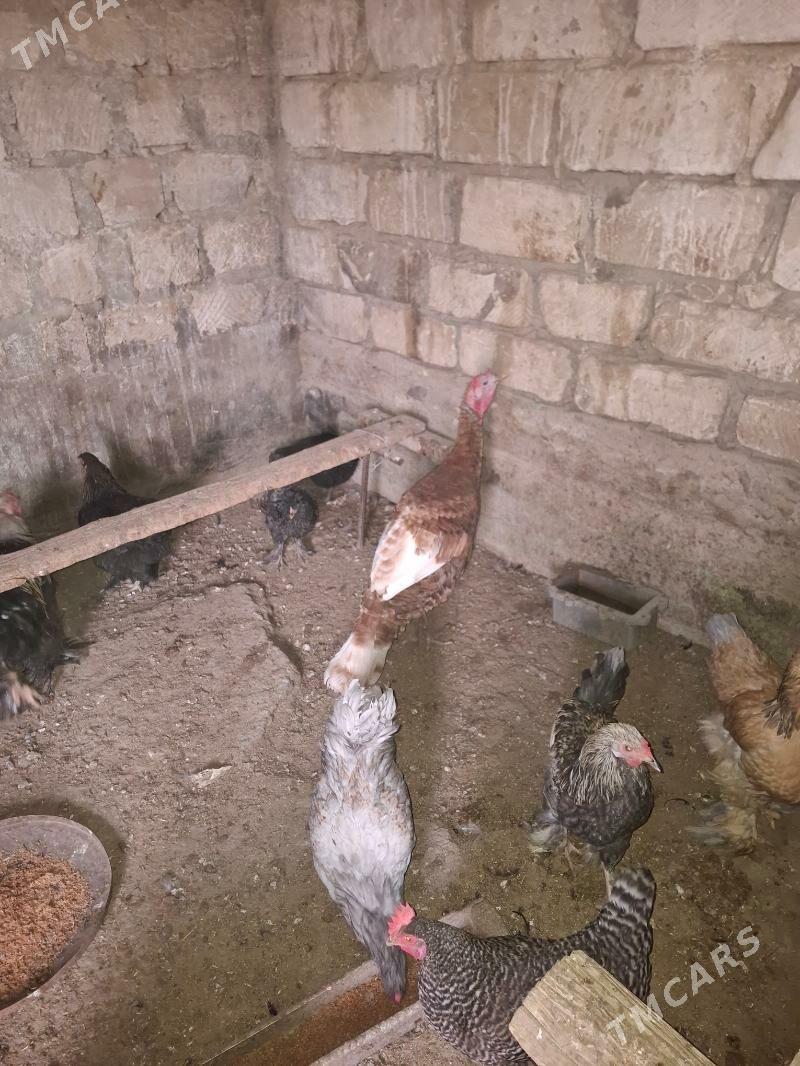 Owgan erkek ınduk - Gumdag - img 1