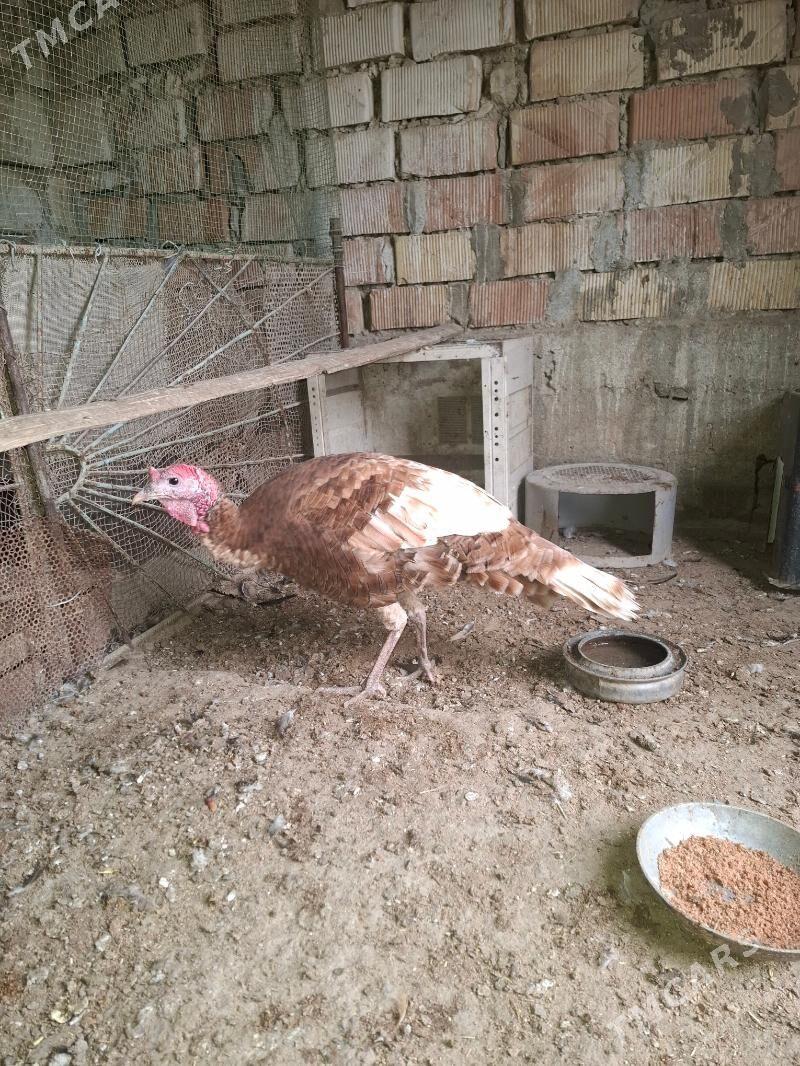 Owgan erkek ınduk - Gumdag - img 2