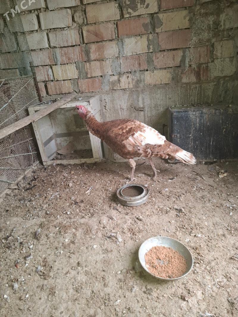 Owgan erkek ınduk - Gumdag - img 3