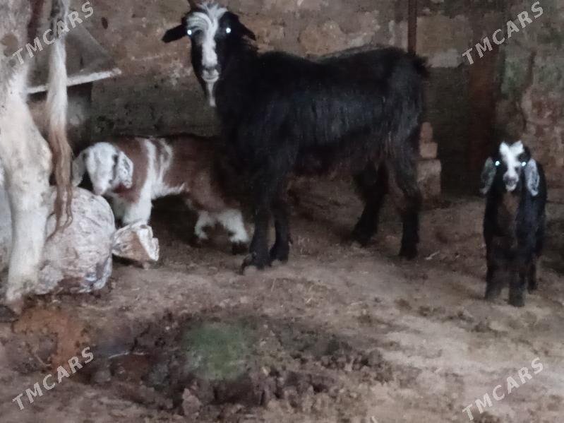 Geçi - Balkanabat - img 1