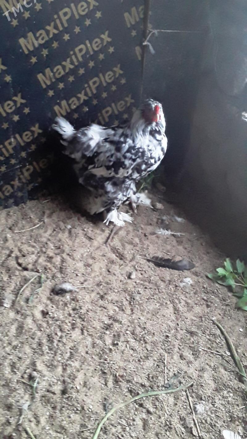 BRAMA - Ýalkym - img 1