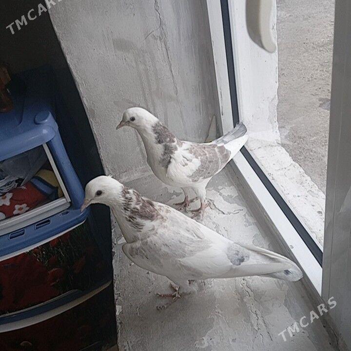 kepderi - Гызыларбат - img 2