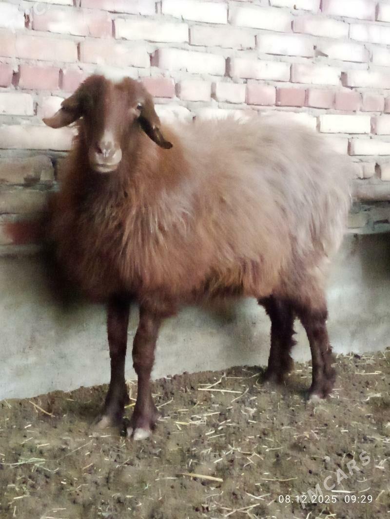 Gurat Goýunlar - Gökdepe - img 3