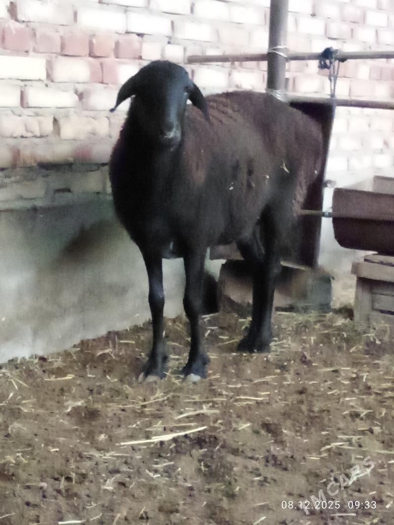 Gurat Goýunlar - Gökdepe - img 2