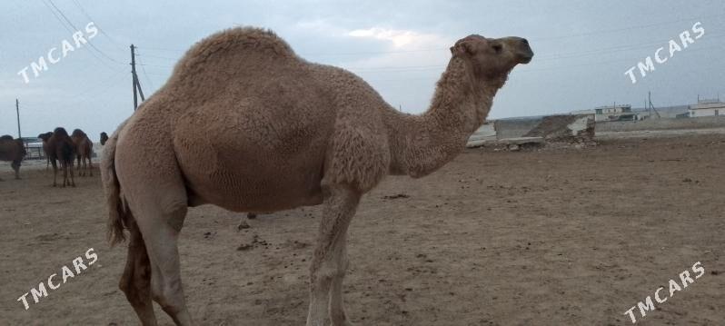 Erkek düye - Türkmenbaşy - img 1