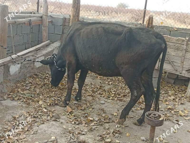 sygyr - Gökdepe - img 1