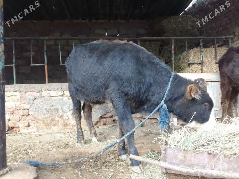 şwes öküz - Гёкдепе - img 2