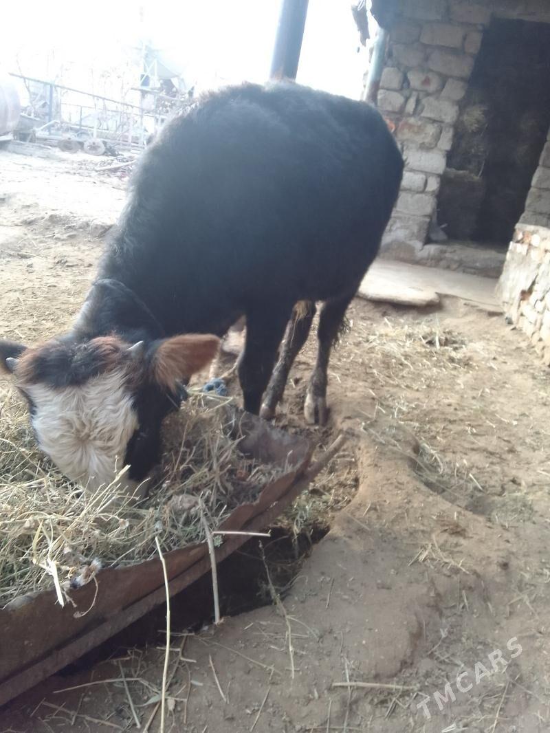 şwes öküz - Гёкдепе - img 1