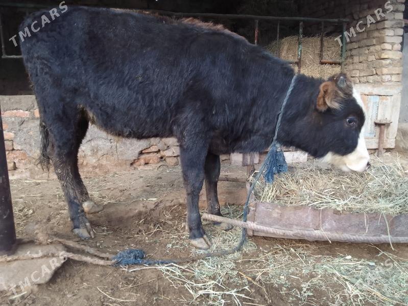 şwes öküz - Гёкдепе - img 6