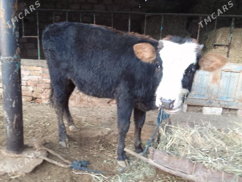 şwes öküz - Гёкдепе - img 3