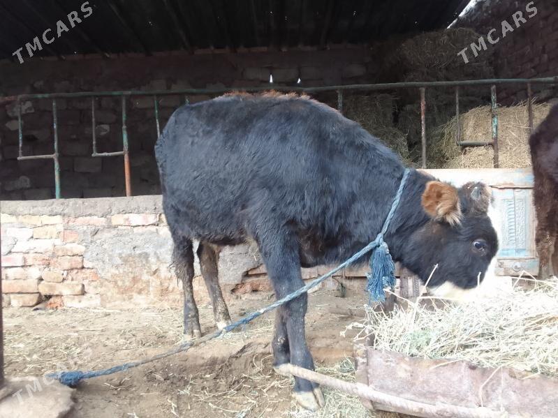 şwes öküz - Гёкдепе - img 4