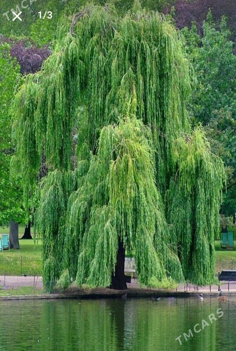 Leyli sac we Sowut nahaly - Аркадаг - img 1