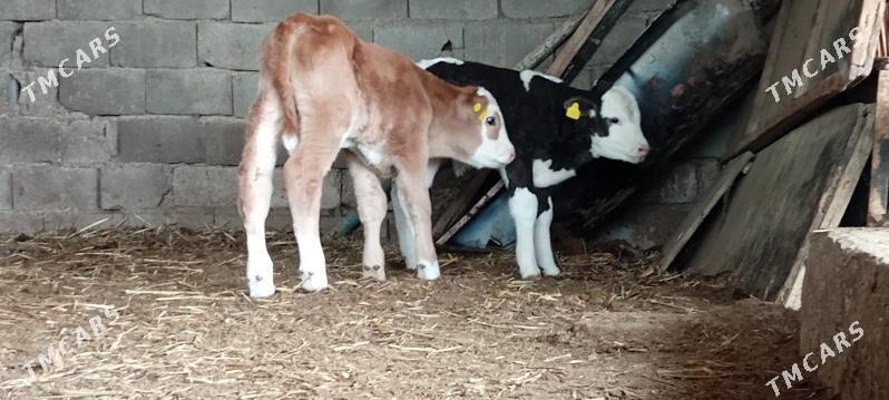 Öküz Tüwe Göle - Aşgabat - img 1