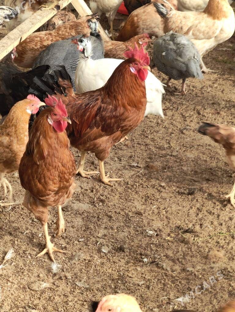 horoz.induk.kàkilik - Gökdepe - img 1