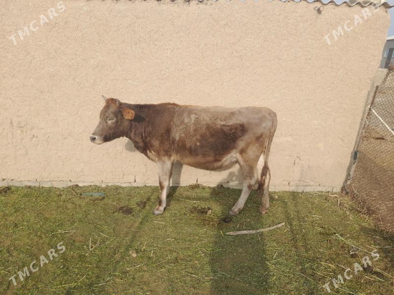 sygyr - Бахарден - img 1