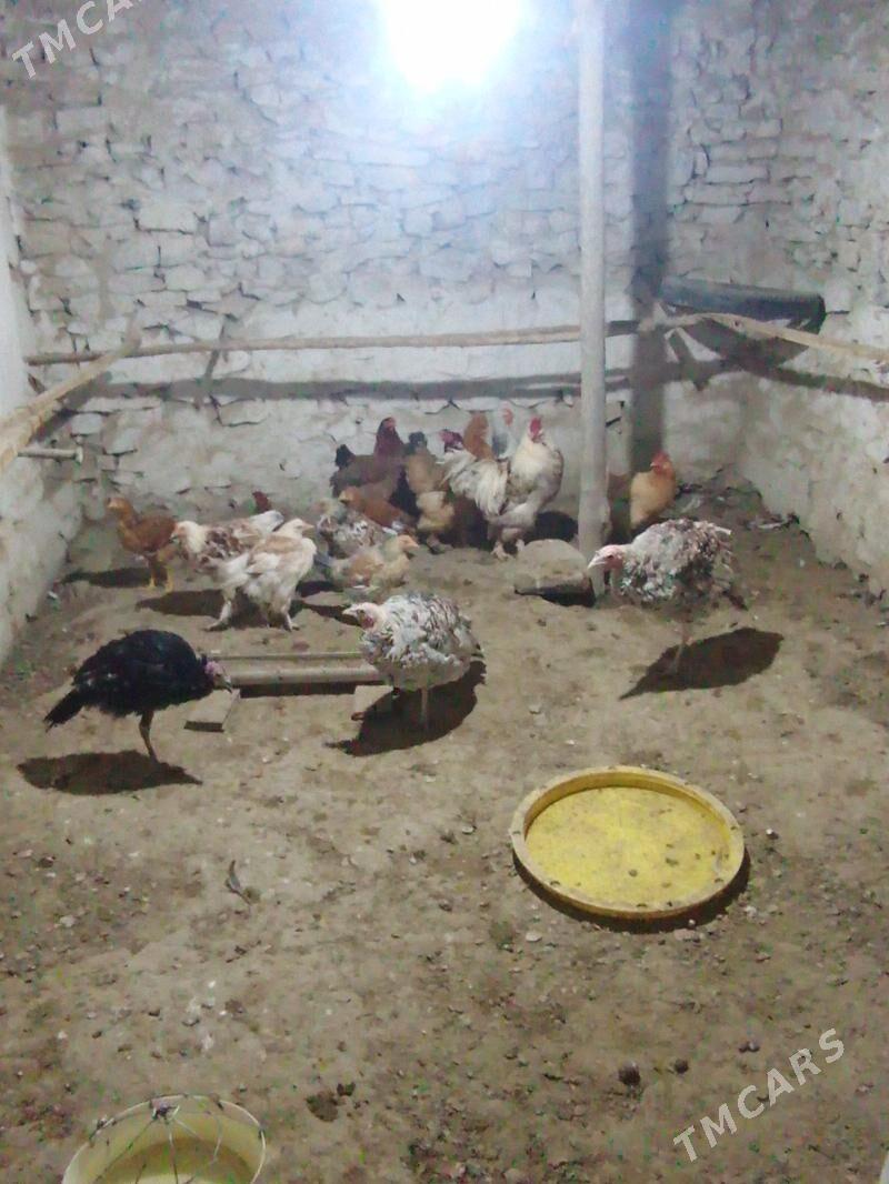 Towuk Undýuk jüje . - Bereket - img 1