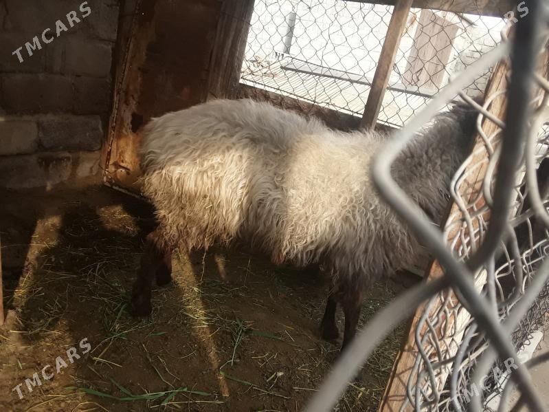 goyun - Gökdepe - img 1