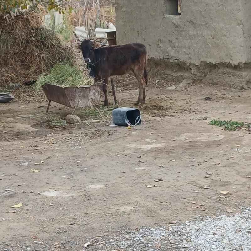 Tùwe - Bäherden - img 1