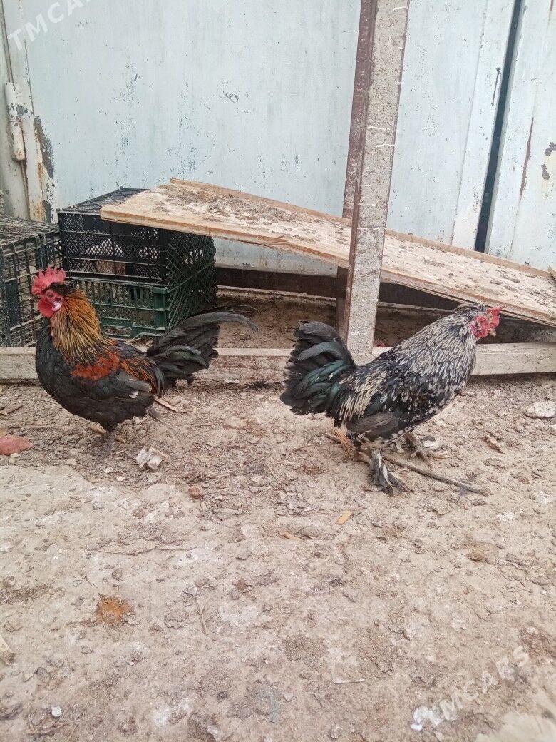 Karlik tawuk - Balkanabat - img 1