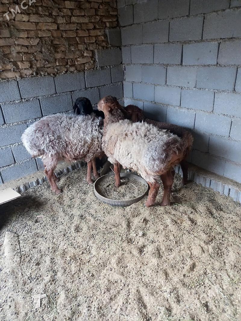 gisar goç - Gökdepe - img 2