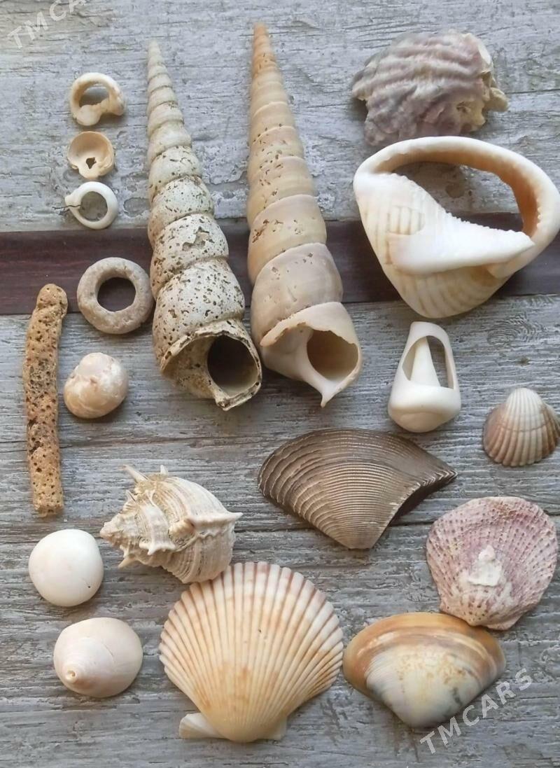 Раковины Океанические.Открытки - Aşgabat - img 1