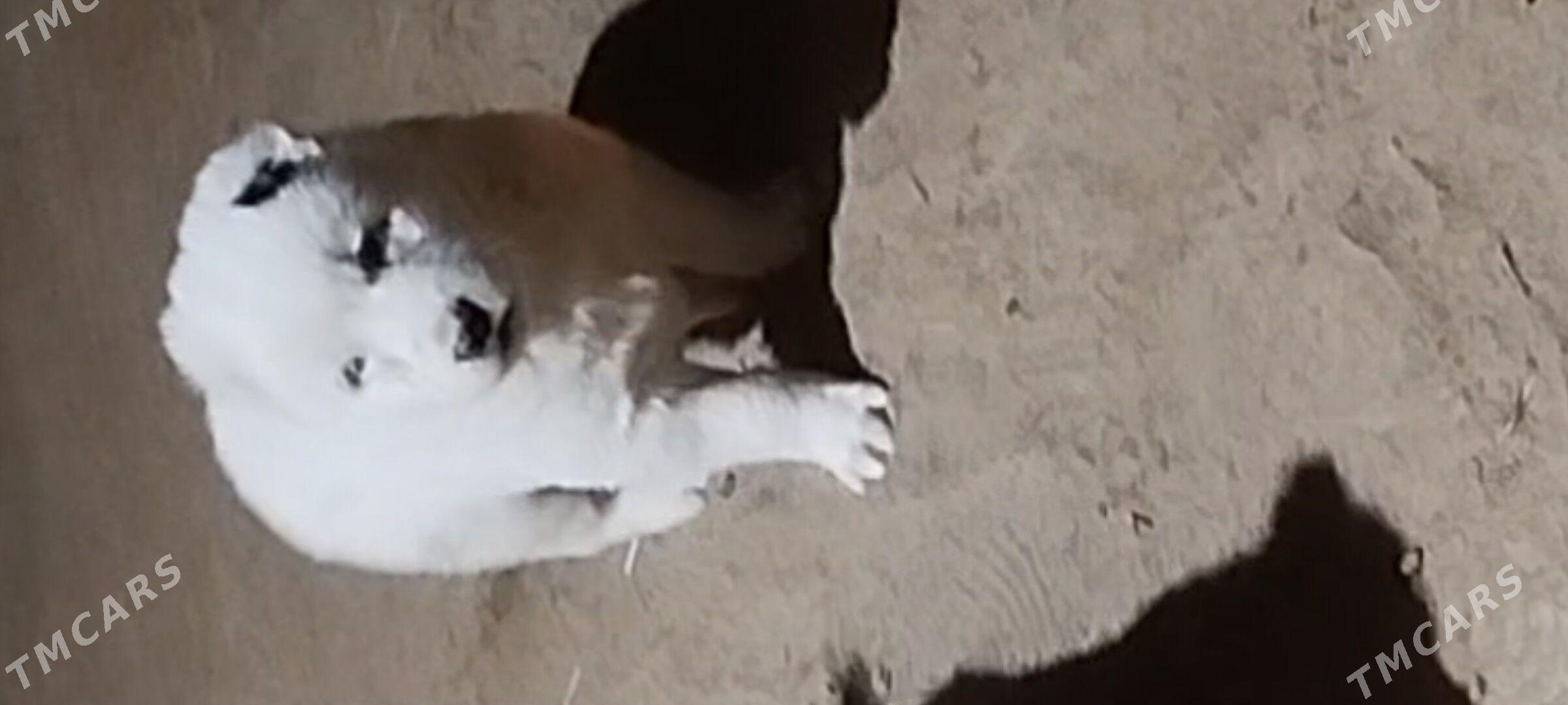 turkmen it - Murgap - img 1