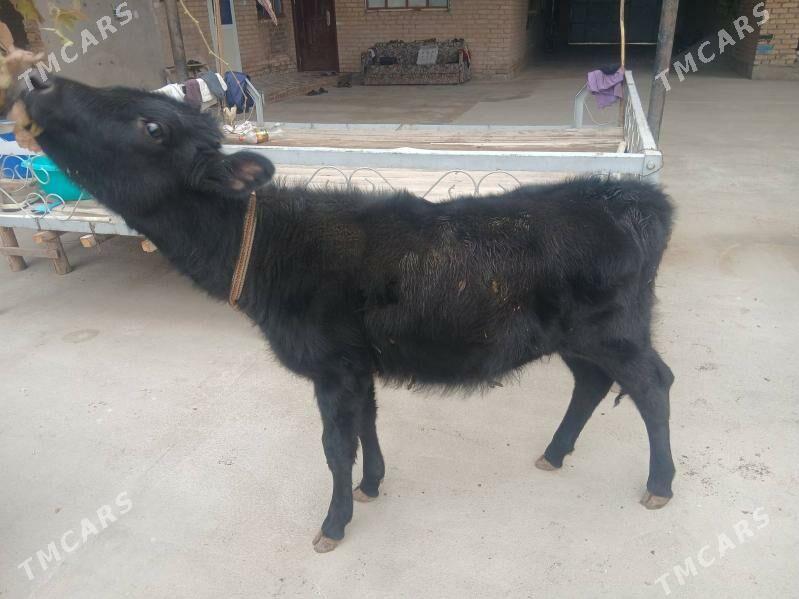 unajyn - Чарджоу - img 1