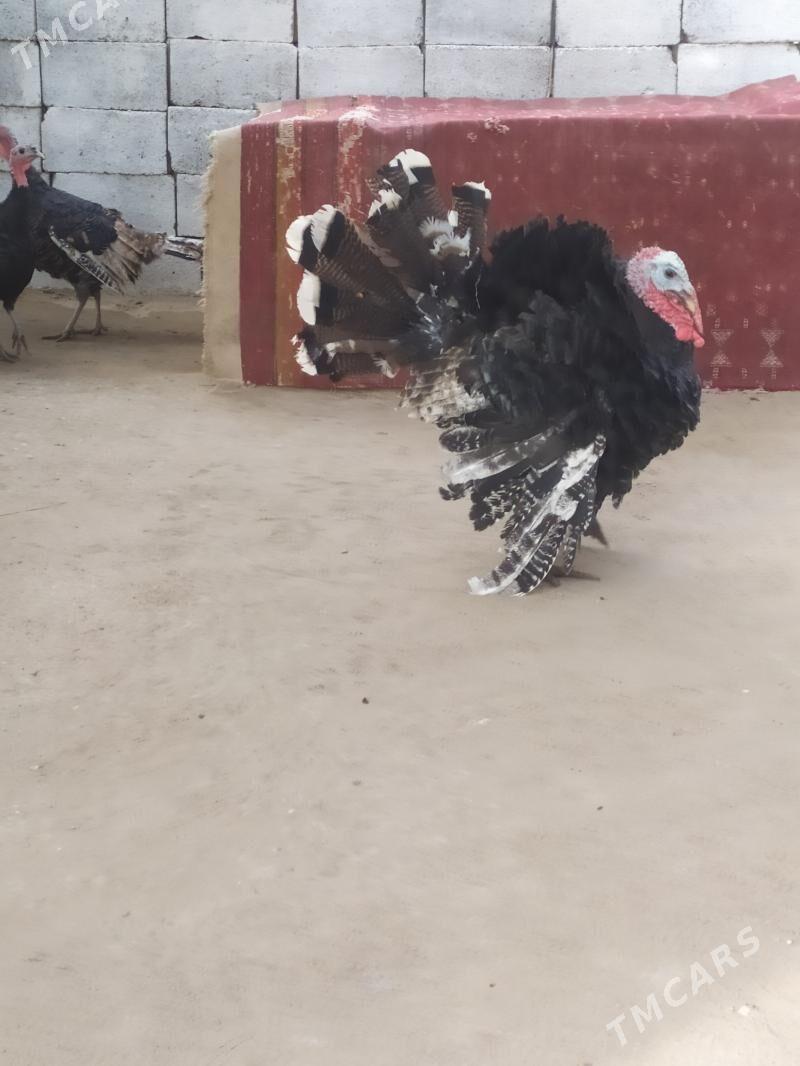 induk - Jebel - img 1