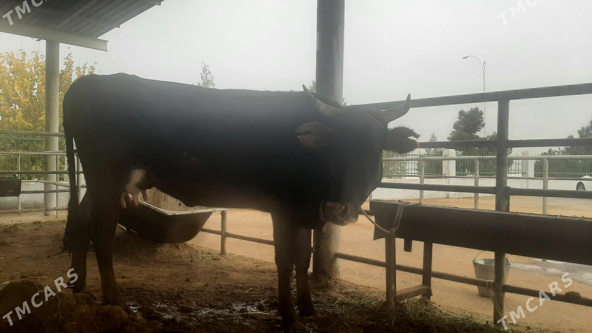 goleli sygyr - "Altyn Asyr" Gündogar bazary (Jygyllyk) - img 2