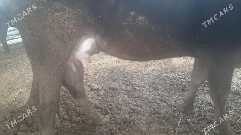 goleli sygyr - "Altyn Asyr" Gündogar bazary (Jygyllyk) - img 1