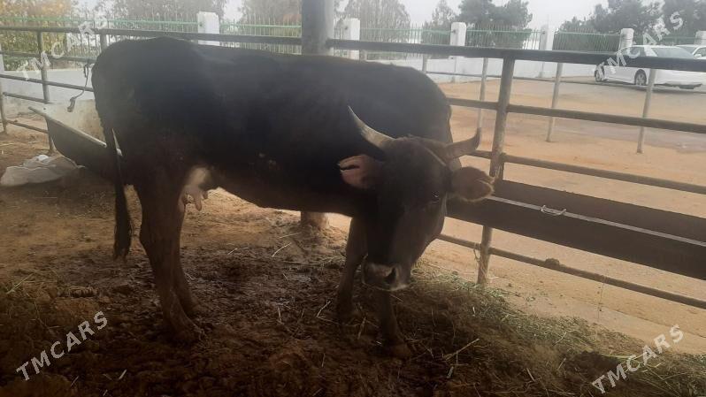 goleli sygyr - "Altyn Asyr" Gündogar bazary (Jygyllyk) - img 5