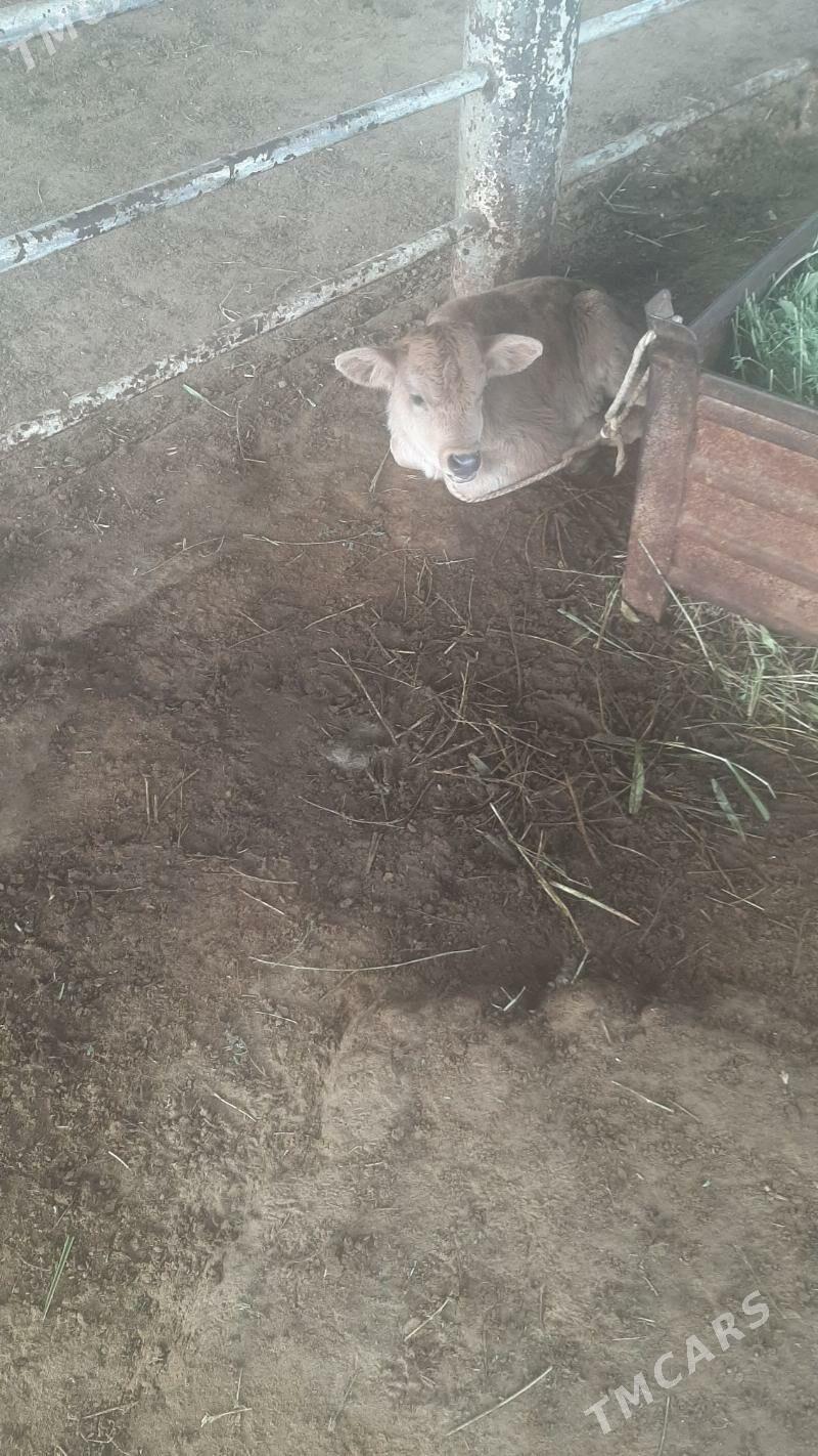 goleli sygyr - "Altyn Asyr" Gündogar bazary (Jygyllyk) - img 3