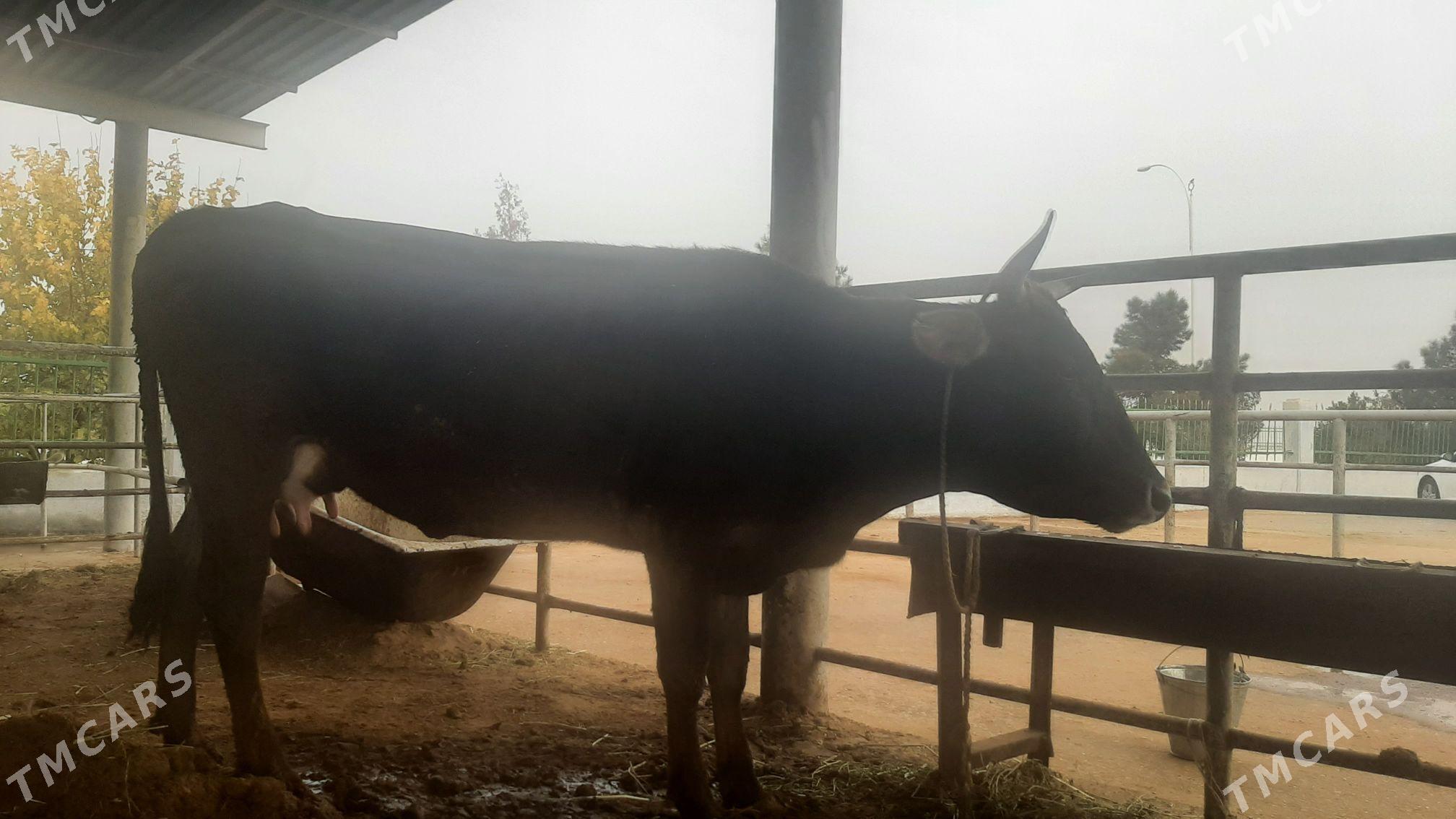 goleli sygyr - "Altyn Asyr" Gündogar bazary (Jygyllyk) - img 4