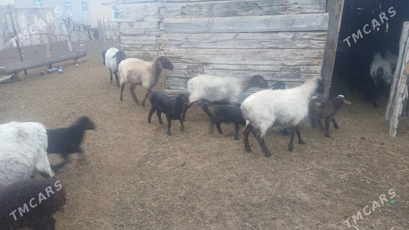 mayday mal - Туркменабат - img 1