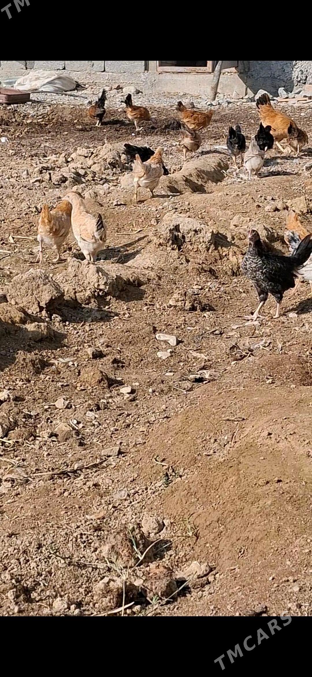 juyje - Гёкдепе - img 1